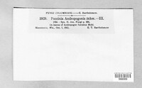 Puccinia andropogonis image